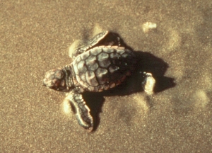 loggerhead-hatchling-USFWS